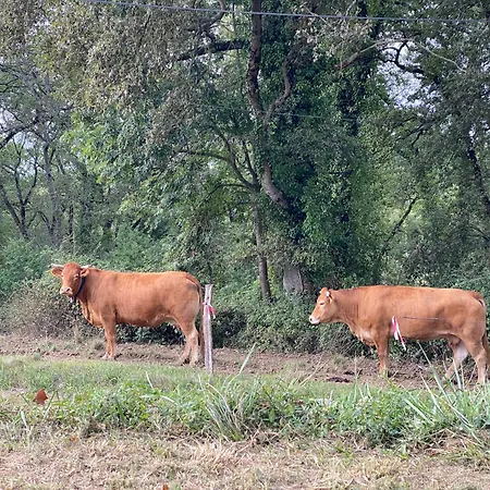 Appartement Fenil T3, Maison Avec Jardin *
