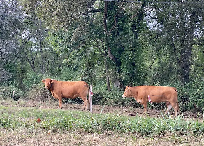 Апартаменты Fenil T3, Maison Avec Jardin *